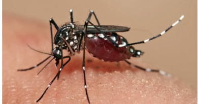La Côte d’Ivoire face à une nouvelle épidémie de dengue,