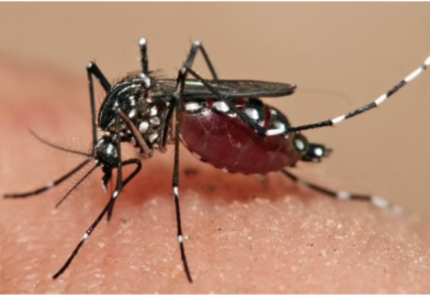 La Côte d’Ivoire face à une nouvelle épidémie de dengue,